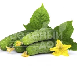 Семена огурцов Баронет F1 / Baronet F1,35-40 дней купить оптом и в розницу в Украине по выгодной цене