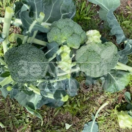 Семена капусты брокколи Гонгга F1 / Gongga F1,65-70 дней купить оптом и в розницу в Украине по выгодной цене