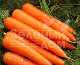 Семена моркови Франсис / Fransis,140-150 дней купить оптом и в розницу в Украине по выгодной цене