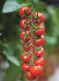 Насіння томатів Марголь F1 / Margol F1,105-115 днів купити оптом і в роздріб в Україні за вигідною ціною