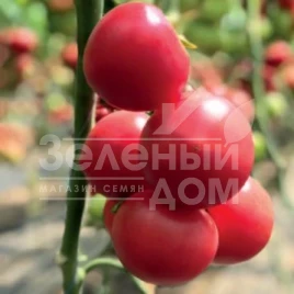 Семена томатов 2676  F1 / 2676 F1 купить оптом и в розницу в Украине по выгодной цене