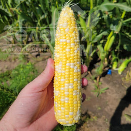 Насіння кукурудзи Акведук F1 / Akveduk F1,70-72 дні купити оптом і в роздріб в Україні за вигідною ціною