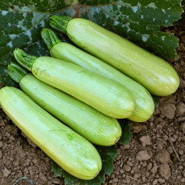 Насіння кабачків Теренум F1 / Terenum F1, 42 дні купити оптом і в роздріб в Україні за вигідною ціною
