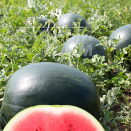 Насіння кавуна Лоріан F1 / Lorian F1,75-80 днів купити оптом і в роздріб в Україні за вигідною ціною