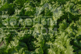 Насіння салату Бізнес / Business,47-50 днів купити оптом і в роздріб в Україні за вигідною ціною