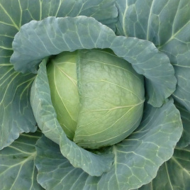 Насіння капусти білокачанної Хонка F1 / Honka F1 купити оптом і в роздріб в Україні за вигідною ціною