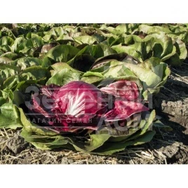 Семена салата Васари / Vasari,75 дней купить оптом и в розницу в Украине по выгодной цене