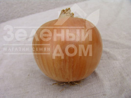 Цибуля ріпчаста Уніко F1 / Uniko F1 купити оптом і в роздріб в Україні за вигідною ціною