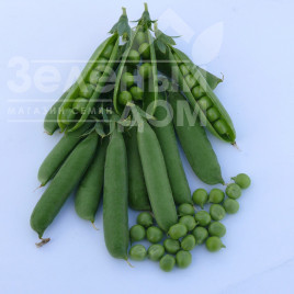 Насіння гороху Тіара / Tiara,50-55 днів купити оптом і в роздріб в Україні за вигідною ціною