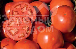 Насіння томатів Майсалун F1 / Maysalun F1,105-115 днів купити оптом і в роздріб в Україні за вигідною ціною