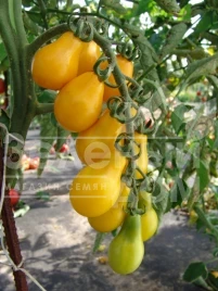 Семена томатов Перун / Perun купить оптом и в розницу в Украине по выгодной цене