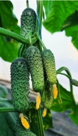 Семена огурцов КС 45 F1 / KS 45 F1 купить оптом и в розницу в Украине по выгодной цене