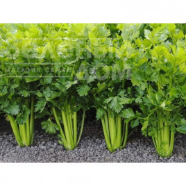 Насіння селери Стетхем / Stetham купити оптом і в роздріб в Україні за вигідною ціною