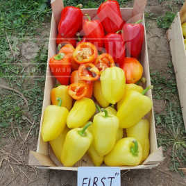 Насіння солодкого перцю Фьорст F1 / First F1, 55-60 днів купити оптом і в роздріб в Україні за вигідною ціною