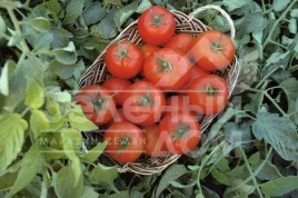 Семена томатов Топспорт F1 / Topsport F1,70-75 дней купить оптом и в розницу в Украине по выгодной цене