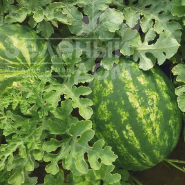 Насіння кавуна КС 635 F1 / KS 635 F1, 65-70 днів купити оптом і в роздріб в Україні за вигідною ціною