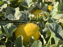 Семена дыни Сан Канария F1 / San Kanariya F1, 55-60 дней купить оптом и в розницу в Украине по выгодной цене