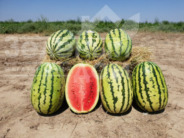 Насіння кавуна Тамтам F1 / Tamtam F1,58-62 дні купити оптом і в роздріб в Україні за вигідною ціною
