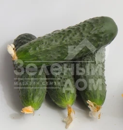 Семена огурцов Джоккер F1 / Jokker F1,40-45 дней купить оптом и в розницу в Украине по выгодной цене