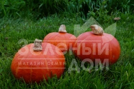Семена тыквы Брайт Саммер F1 / Bright Summer F1,75-80 дней купить оптом и в розницу в Украине по выгодной цене