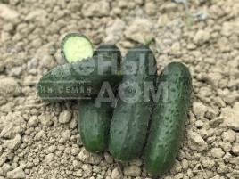 Насіння огірків Ромоло F1 / Romolo F1 купити оптом і в роздріб в Україні за вигідною ціною