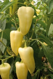 Семена сладкого перца Немезис F1 / Nemezis F1 купить оптом и в розницу в Украине по выгодной цене
