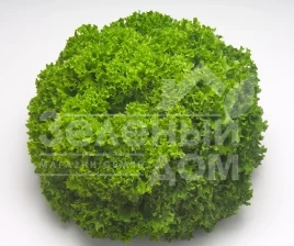 Семена салата Левистро / Levistro купить оптом и в розницу в Украине по выгодной цене