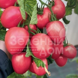 Семена томатов Джангси F1 / Dzhangsi F1,70-75 дней купить оптом и в розницу в Украине по выгодной цене