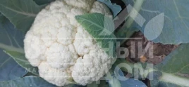 Семена капусты цветной Макалу F1 / Macalu F1, 100-110 дней купить оптом и в розницу в Украине по выгодной цене
