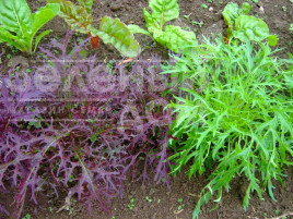 Насіння салату Мізуна червона / Mizuno red купити оптом і в роздріб в Україні за вигідною ціною