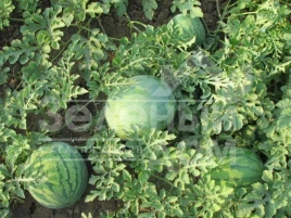 Семена арбуза ЛС 1552 F1 / LS 1552 F1,70-75 дней купить оптом и в розницу в Украине по выгодной цене
