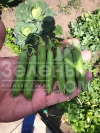 Семена гороха Нельсон / Nelson, 65-70 дней купить оптом и в розницу в Украине по выгодной цене