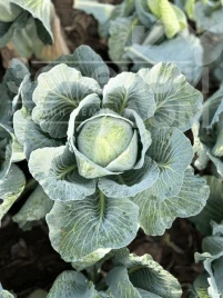 Капуста белокочанная Винчи F1 / Vinchi F1, 130–135 дней купить оптом и в розницу в Украине по выгодной цене