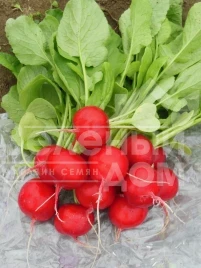 Семена редиса Хелена F1 / Helena F1 купить оптом и в розницу в Украине по выгодной цене