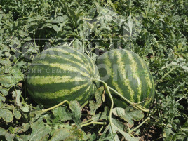 Насіння кавуна Епіка F1 / Epica F1, 62-65 днів купити оптом і в роздріб в Україні за вигідною ціною