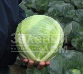 Семена капусты белокочанной Риэкшен F1 / Reaction F1,118-120 дней купить оптом и в розницу в Украине по выгодной цене