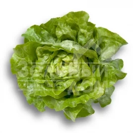 Семена салата Джиска / Jiska купить оптом и в розницу в Украине по выгодной цене