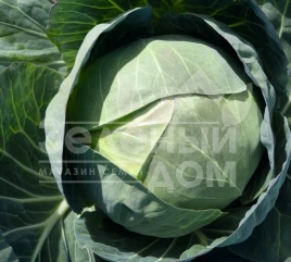 Семена капусты белокочанной Церокс F1 / Cerox F1,80 дней купить оптом и в розницу в Украине по выгодной цене