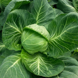 Насіння капусти білокачанної Емілі F1 / Emili F1,60-65 днів купити оптом і в роздріб в Україні за вигідною ціною