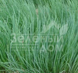 Лук на перо Бигги / Biggi купить оптом и в розницу в Украине по выгодной цене