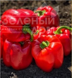 Семена сладкого перца 500 F1 купить оптом и в розницу в Украине по выгодной цене