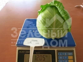 Семена капусты белокочанной Чэмп F1 / Champ F1,54 дня купить оптом и в розницу в Украине по выгодной цене