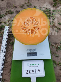 Насіння дині Барі F1 / Bari F1 купити оптом і в роздріб в Україні за вигідною ціною