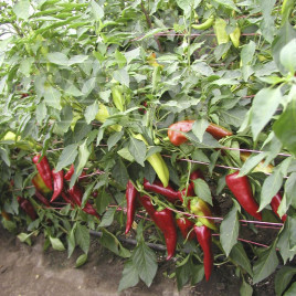 Насіння гіркого перцю Дракі F1 / Draki F1,60-70 днів купити оптом і в роздріб в Україні за вигідною ціною