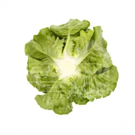 Семена салата Тацитус / Tacitus  купить оптом и в розницу в Украине по выгодной цене