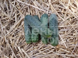 Семена огурцов Мария F1 / Mariya F1,39-41 день купить оптом и в розницу в Украине по выгодной цене