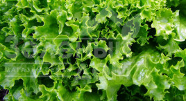 Насіння салату Златава / Zlatava купити оптом і в роздріб в Україні за вигідною ціною