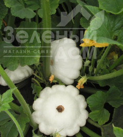 Насіння патисону Патінова / Patinova,45-50 днів купити оптом і в роздріб в Україні за вигідною ціною