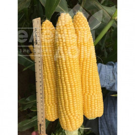 Насіння кукурудзи Драйвер F1 / Drayver F1 купити оптом і в роздріб в Україні за вигідною ціною