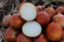 Цибуля ріпчаста Каоба F1 / Caoba F1,110-115 днів купити оптом і в роздріб в Україні за вигідною ціною